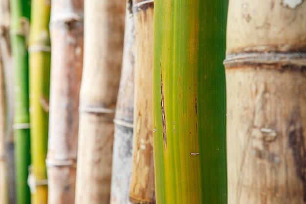 Background texture thickets of bamboo trees