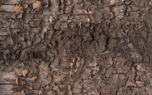 Background texture of tree bark. Skin the bark of a tree that traces cracking.