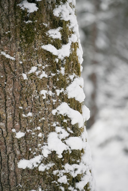 Background texture of tree bark with snow Green tree bark with snow