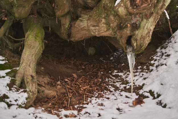 Background texture of tree bark with snow Green tree bark with snow