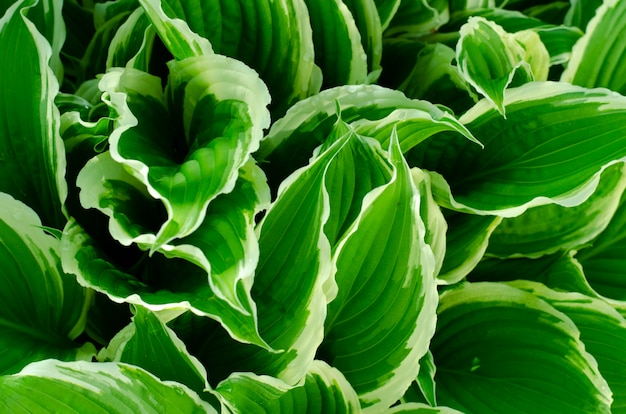 Background, texture, wallpaper of decorative plant leaves. Studio Photo.