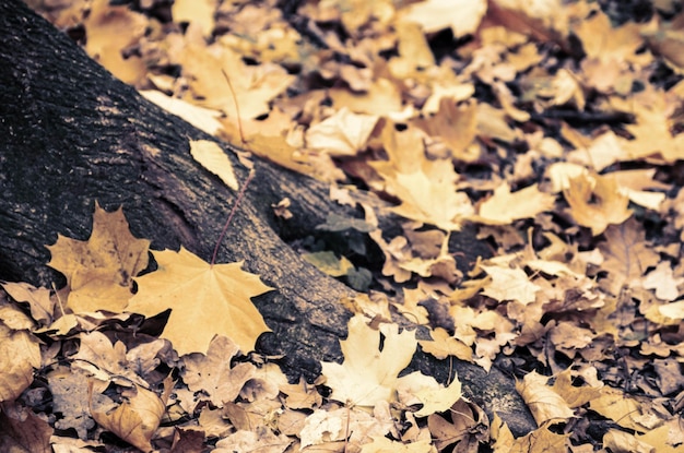 Background texture of yellow leaves autumn leaf background