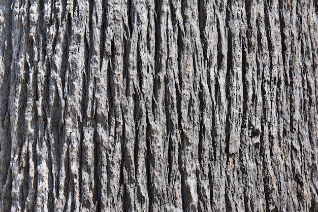 Background tree bark