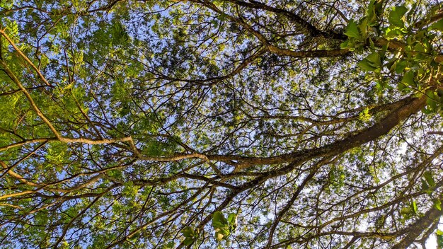 Photo background of tree branches as a canopy with blue sky