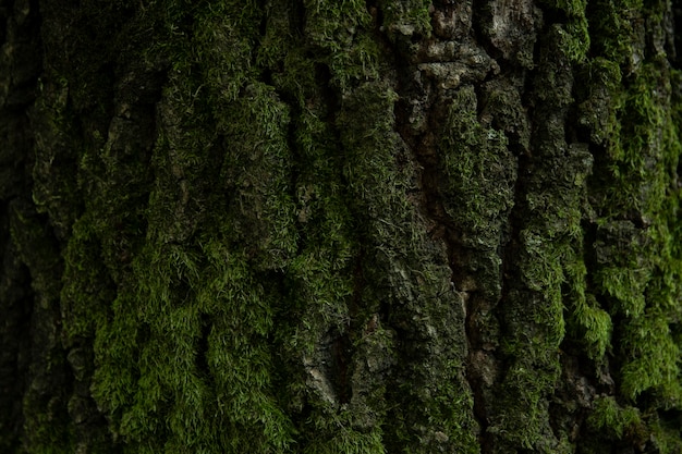 Photo background, tree, hornbeam tree bark and moss.close up.beautiful artistic light