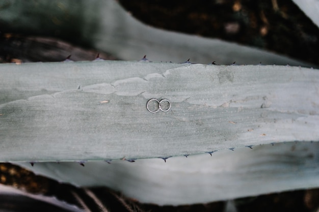 On the background of a tropical cactus lying two silver wedding rings or two white gold rings Close up On a long leaf there are rings flat lay top view