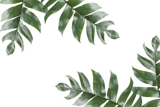 Background of Tropical Leaves with copy space