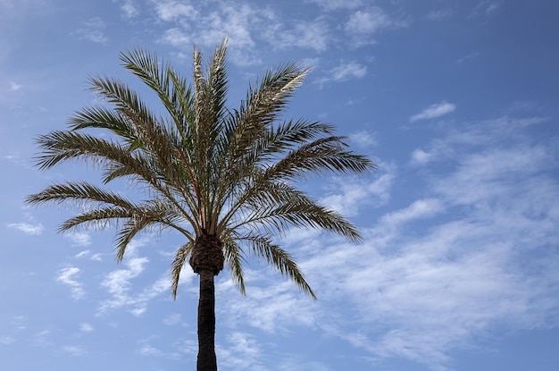 Background tropical palm trees