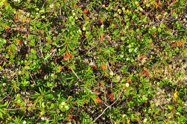 Background of the tundra vegetation