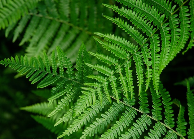 Background of two leaves of green fern