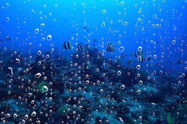 background underwater air bubbles reef / abstract sea background, diving, nature, ocean