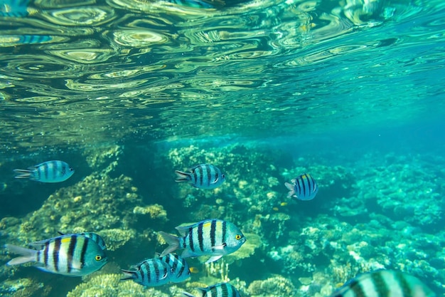 Background of the underwater worldLife under water