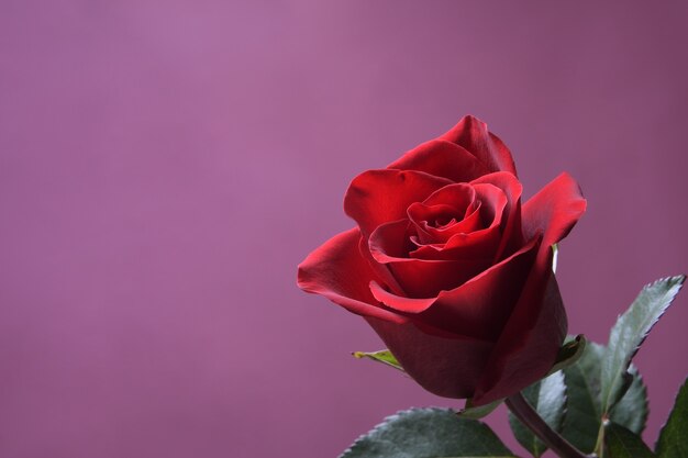 Background for Valentine's Day greeting card.Valentines day concept.Red, beautiful blooming rose. Close up.