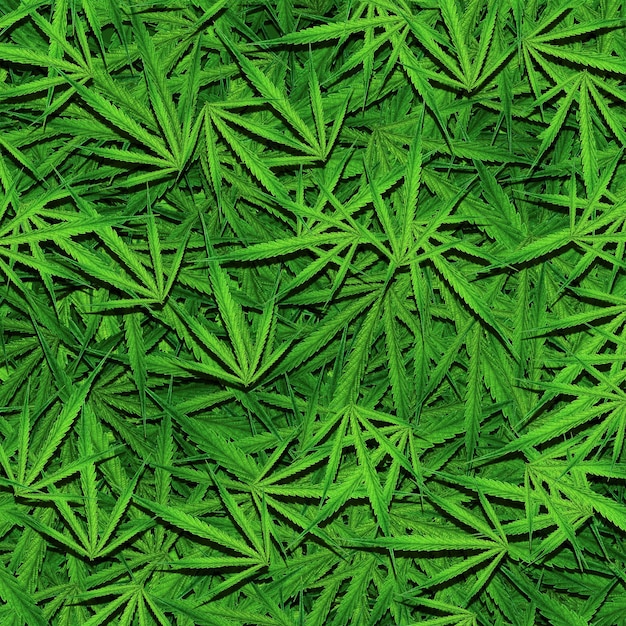 Background of various cannabis leaves for medical cannabis