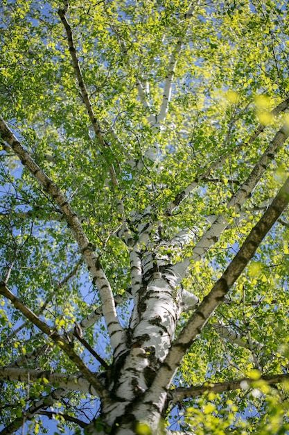 Background of a vertical white birch in spring with young leaves photographed from below