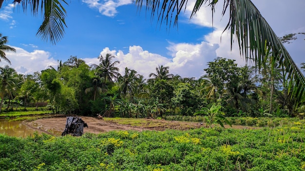 Background view of blue sky with forest trees in Indonesia