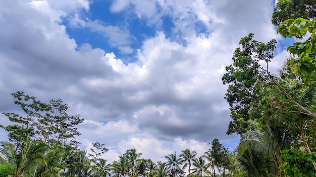 Background view of blue sky with forest trees in Indonesia