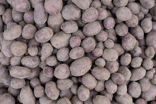 Background of violet potatoes Harvested potatoes in a stack