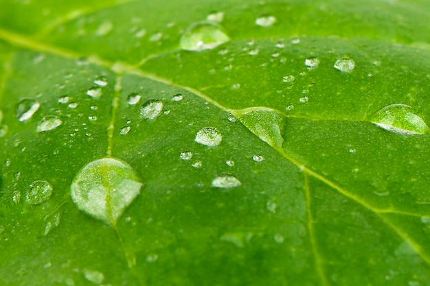 background of water drops on a green leaf macro