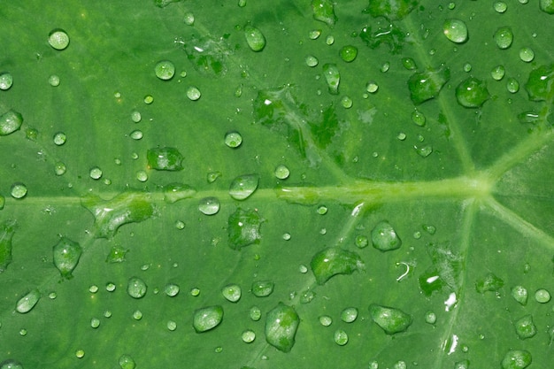 Background water drops on leaves