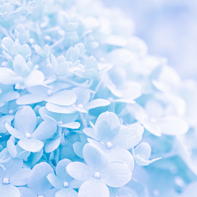 Background of white blue petals of Hydrangea or Hydrangea Soft focus