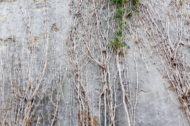 Background of the white brick wall overgrown with dense dry bushes and plants. Old town Piran