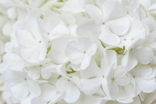 Background of white natural flowers