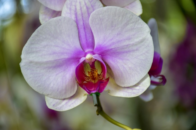 Background White orchid mixed with purple flowers.