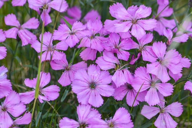 Background of wild carnations