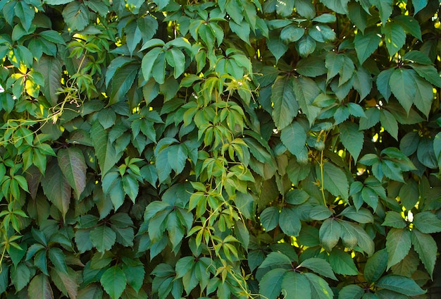 Background of wild grape leaves Lianas and thickets as vertical landscaping of walls Beautiful plants creeping up