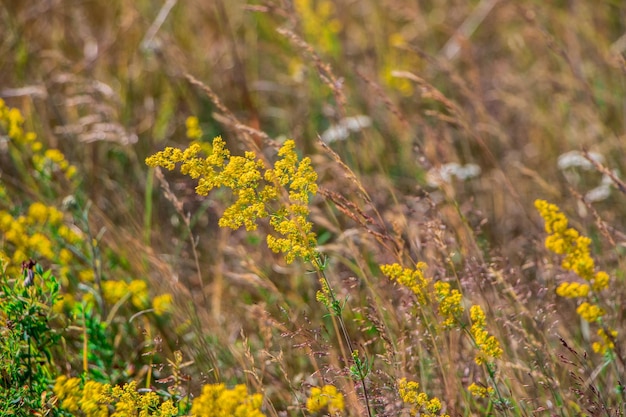 background of wildflowers and herbs on the field.