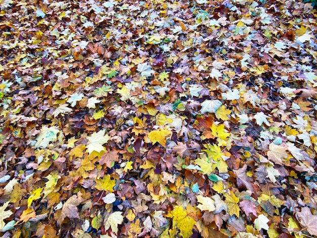 Background with autumn colorful leaves