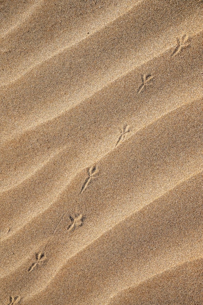 Background with beach sand and bird tracks in closeup Sand dunes on a sunny summer day