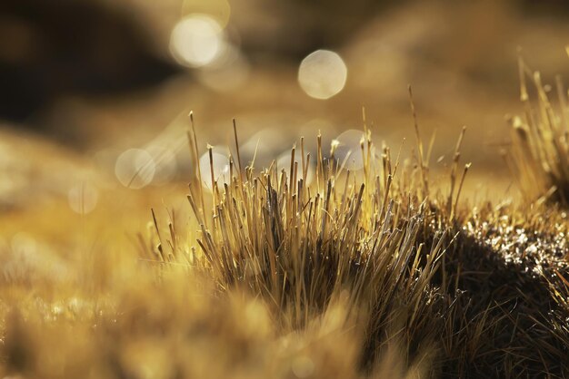 background with beautiful autumn grass