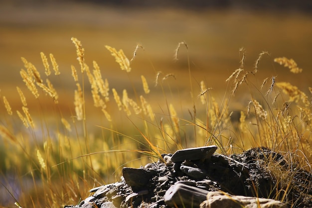 background with beautiful autumn grass