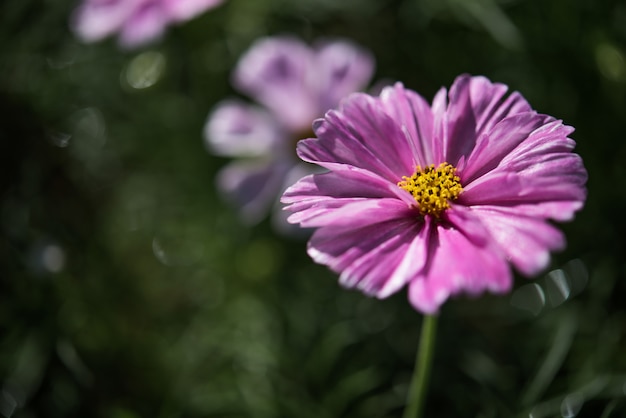 Background with beautiful purple flowers