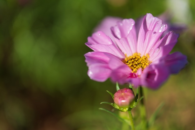 Background with beautiful purple flowers