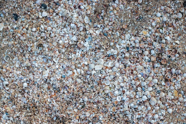 Background with beautiful seashells on the beach. Top view, flat lay.