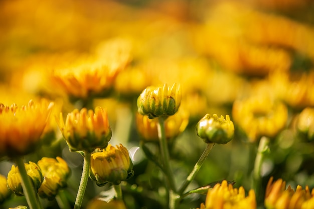 Background with beautiful yellow flowers