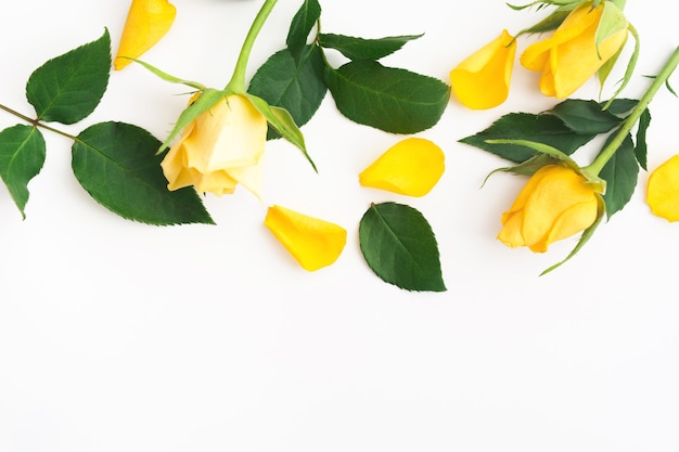 Background with beautiful yellow roses with green leaves and petals on white