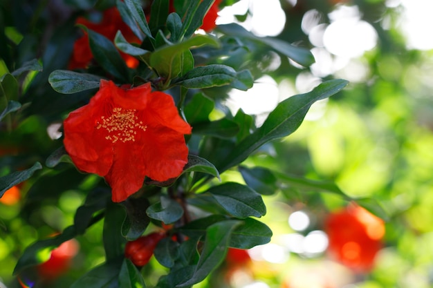 Background with blooming pomegranate tree Sunset light Selective focus