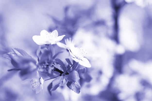 Background with a branch of apple blossoms tinted in trendy color of 2022 very peri. Selective focus