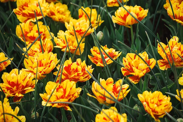 Background with bright yellow  red tulips