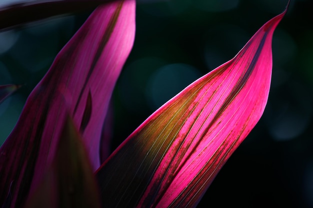 Background with cordyline fruticosa leaves with sunlight