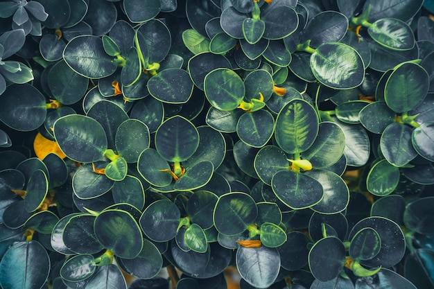 Background with dark green tropical leaves, Close up green leaves background.