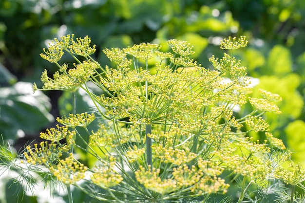 Background with dill umbel closeup garden plant Fragrant dill on a bed in the garden Growing dill Dill in the garden Umbrella aromatic Eurasian plant