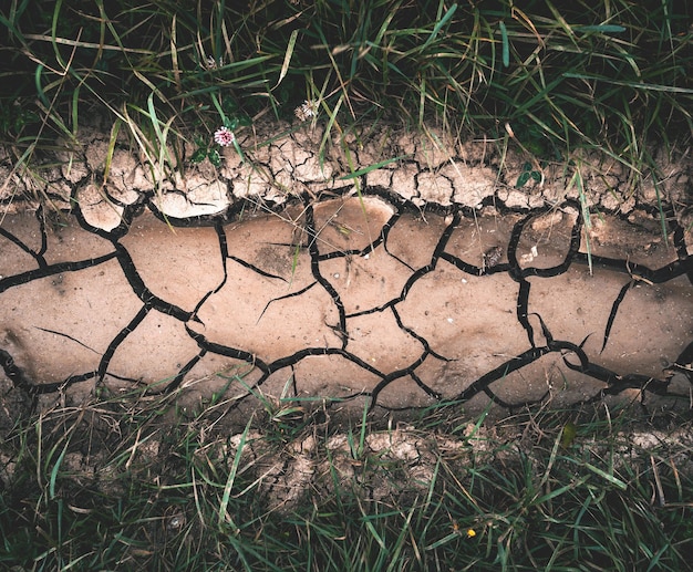 Background with dry crack ground with green grass