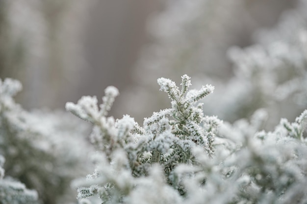 Background with frozen plants covered with frost