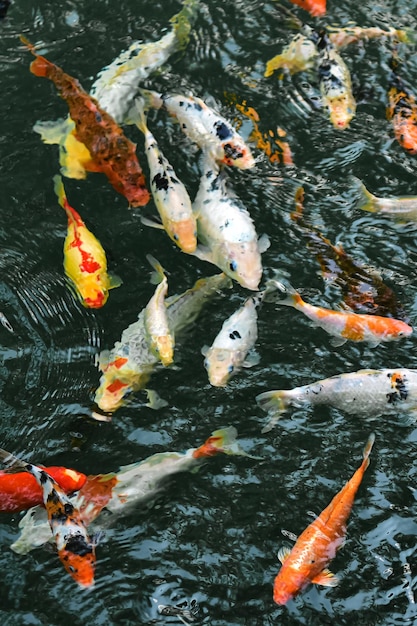 background with koi carps in a pond on a sunny day