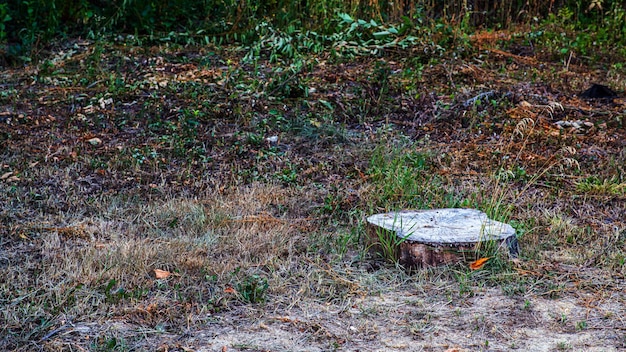 Background With Large Woodpile In The Summer Forest From Sawn Old Big Pine And Spruce Debarked Logs For Forestry Industry